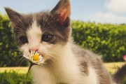 为什么不要给流浪猫喂猫粮 流浪猫为什么不吃猫粮