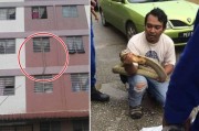 马来西亚眼镜蛇从天降遭居民生擒