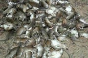 缅甸伊洛瓦底村落遭一大群老鼠涌入