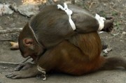 印度孟买猕猴四处捣乱被活捉 五花大绑游街示众