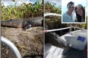 美国佛罗里达州沼泽鳄鱼跳上观光艇 游客吓得鸡飞狗走