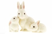 今日播报：兔子的种类（常见兔子的种类）