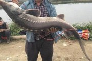 广东东莞男子连钓2条60斤鲟龙鱼 1条吃1条放