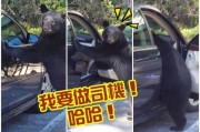 美国野生黑熊打开车门跳上汽车 不小心按响喇叭被吓跑