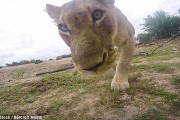 南非克鲁格国家公园管理员用GoPro拍摄狮子却差点被误当食物吞进肚中