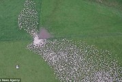 新西兰无人机从高空拍摄数以千计绵羊放牧的震撼一幕