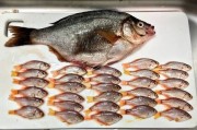 日本网友买一条黑腹鱊 却从它肚子中发现31条小鱼
