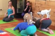 美国农场让羊一起参加瑜伽班