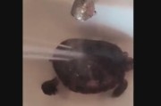 乌龟洗澡（乌龟洗澡扭来扭去）