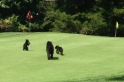 美国新泽西州高尔夫球场黑熊一家三口想打Golf？