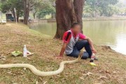 泰国男子相信一条金黄色眼镜蛇是去世女友转世 每天都会与它为伍