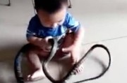 广东2岁男童抓起大蛇当玩具