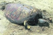 马来西亚沙滩发现海龟干尸 前肢被咬背甲有深裂缝