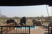 南非一群大象闯进酒店泳池饮用泳池水