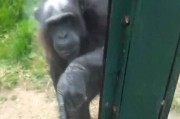 英国威尔士山动物园黑猩猩打手势示意人类帮忙打开窗户让它重获自由