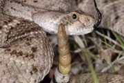 今日更新：响尾蛇的尾巴有什么作用 响尾蛇的尾巴有什么作用,用四个字概