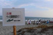 鲨鱼频频出没 日本关闭13个海滩