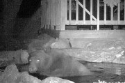 美国加州黑熊闯民居鱼池玩水