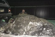 俄罗斯商人在乌拉尔山脉猎杀500公斤“超巨型野猪”游街示众挨轰
