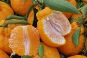 丑橘可以放多久
