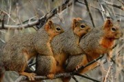 美国蒙大拿州3只小松鼠寒冷中抱团取暖