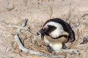 企鹅一般在几月份产卵（企鹅一般在哪个月份产卵）