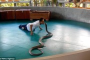 泰国布吉眼镜蛇死亡之吻表演吓破游客胆