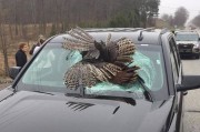 美国新泽西州一只重达30磅的火鸡撞进行驶中的汽车