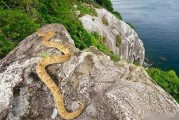 巴西大凯马达岛被称为蛇岛 里面全是金黄矛头蝮蛇