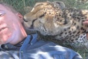 赴南非志愿者与两只猎豹朝夕相处获得信任