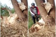 牛头部被卡在树枝间动弹不得 2名单车手出手相救