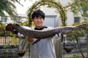 日本兵库县高中生在当地河川钓得近1米长食肉鱼“福鳄”