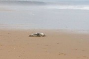 英国达拉谟郡海边女孩阻止虐待婴儿海豹