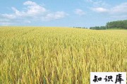 小麦都有哪些高产的品种怎样种植才能高产