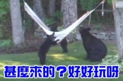 美国新泽西州女子发现黑熊家庭在家中后院玩吊床