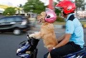 印度尼西亚黄金猎犬Sidney戴着太阳眼镜驾驶摩托车“载”着主人兜风