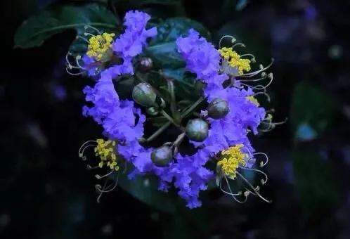 紫薇叶 紫薇叶（紫薇叶子） 植物