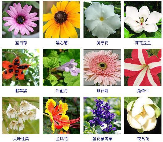 春天开的花100种图片