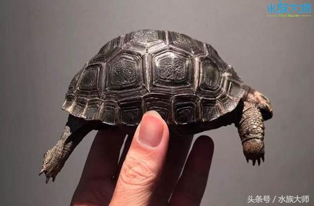 陆龟 陆龟（陆龟图片） 动物