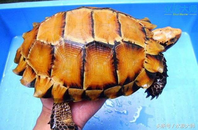 陆龟 陆龟（陆龟图片） 动物