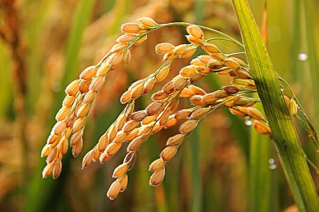 世界最早种植水稻的国家 世界最早种植水稻的国家（世界最早种植水稻的国家是哪一个） 科普