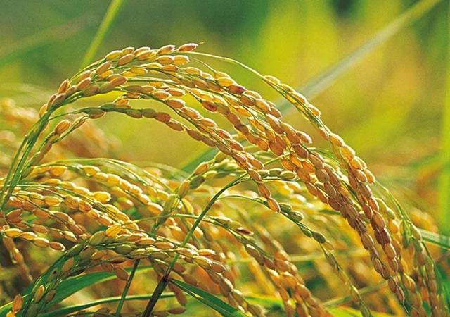 世界最早种植水稻的国家 世界最早种植水稻的国家（世界最早种植水稻的国家是哪一个） 科普