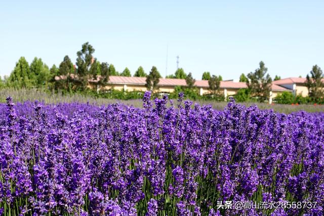 中国最大的薰衣草种植基地 中国最大的薰衣草种植基地（中国最大的薰衣草基地） 旅游