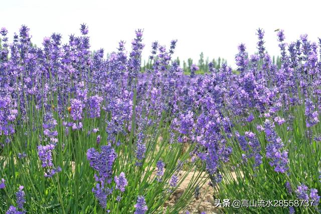 中国最大的薰衣草种植基地 中国最大的薰衣草种植基地（中国最大的薰衣草基地） 旅游