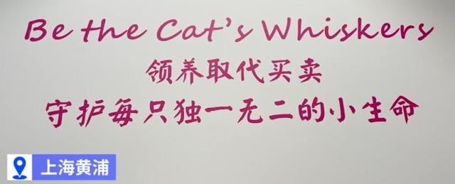 上海宠物猫领养 上海宠物猫领养（上海宠物医院） 动物