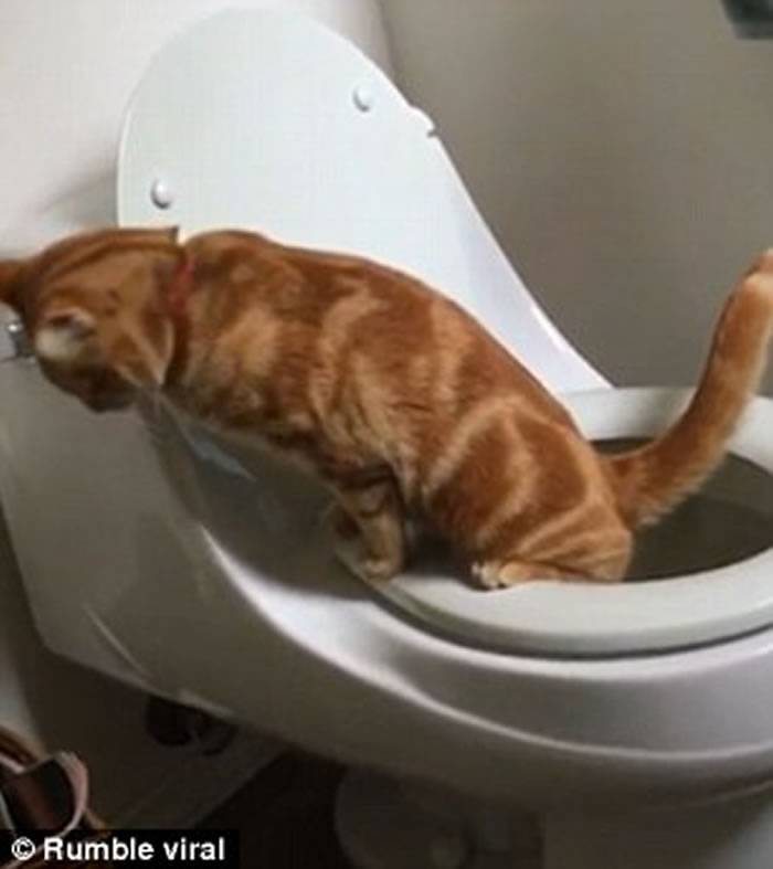 美国加州雌性猫咪懂得跳上马桶如厕 完事后更用爪擦擦厕板