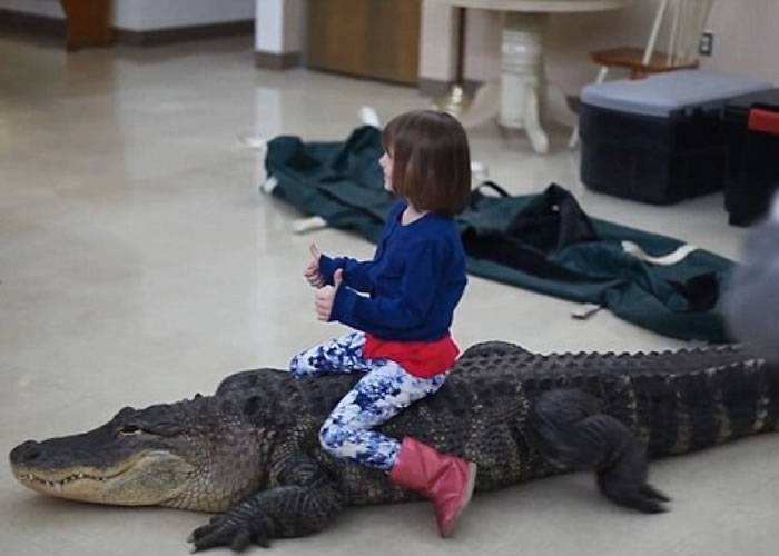 美国女童骑鳄鱼开心拍片