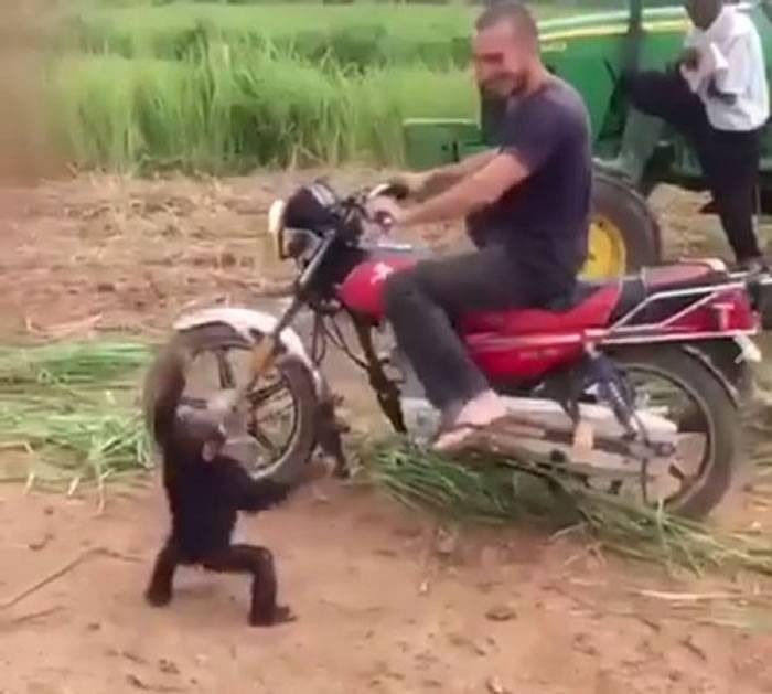 猴子硬要坐摩托车后座 被拉下车后耍赖抗议