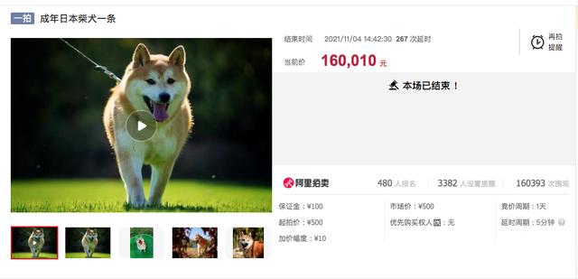 北京犬价格（北京泉江科技有限公司） 动物