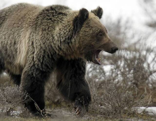 美国蒙大拿州男子远足遇上带着2只幼熊的大灰熊 惨遭两度袭击装死捡回一命